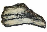 Mammoth Molar Slice With Case - South Carolina #106530-1